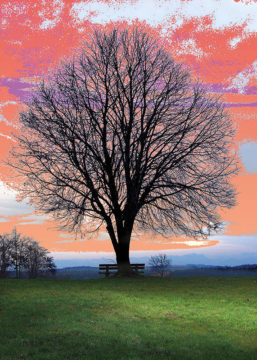 Baum mit Zugspitze 52 x 72 cm (B x H) Grafik - gemalte Einzelteile/Foto - collagiert Galeriepreis: 480 € Mindestgebot: 400 €