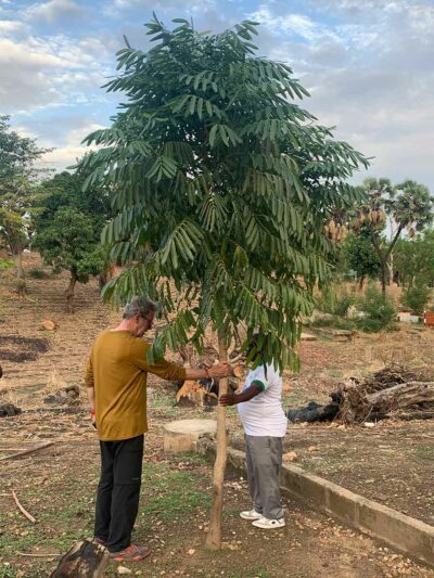 Karl Hornberger im April 2022 in Togo mit einem Togowald-Challenge-Baum