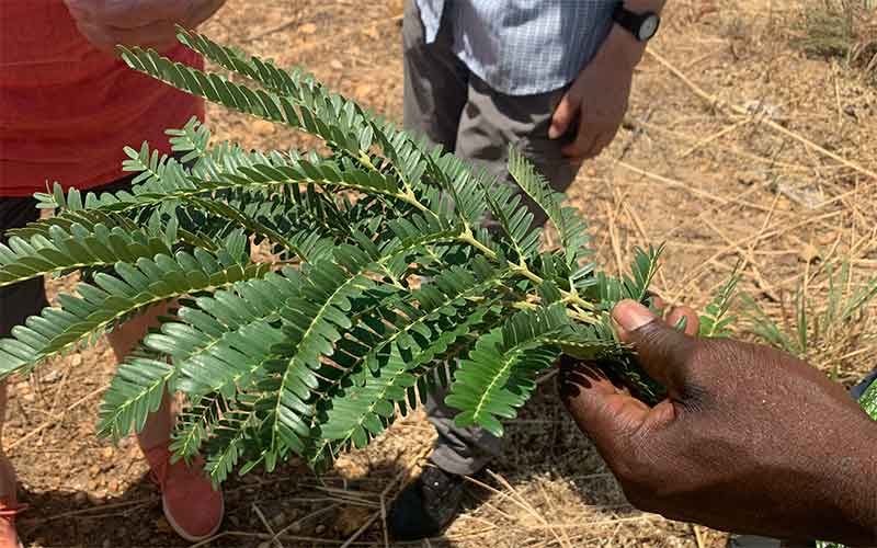 Acacia nilotica