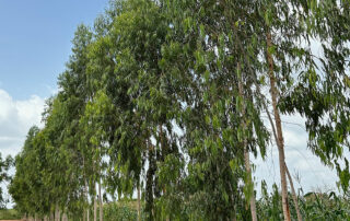 Vier Kinder stehen vor Eukalyptus-Bäumen